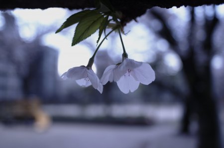 南堀江公園の桜