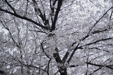 土佐公園の桜