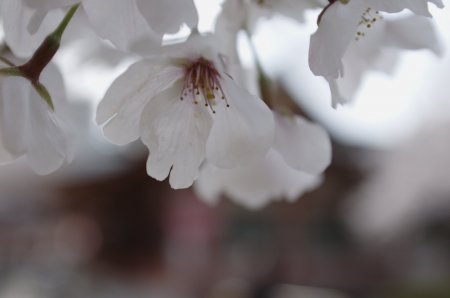 土佐公園の桜