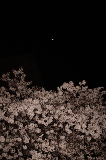 土佐公園の夜桜