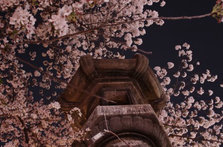 土佐公園の夜桜