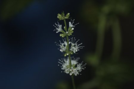 ペパーミントの花