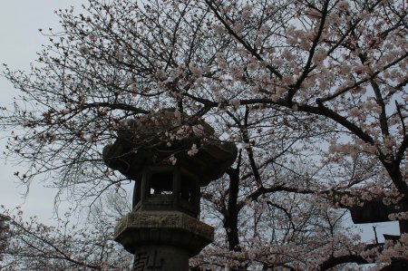 土佐公園の桜