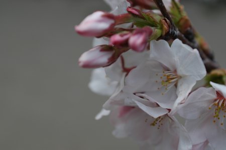 土佐公園の桜