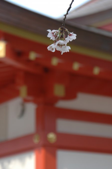 土佐公園の桜