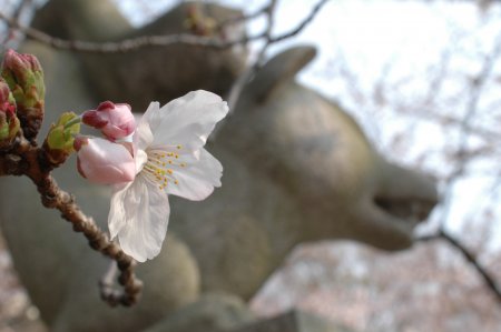 土佐公園の桜